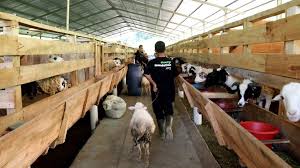 Wakaf Integrated Farm